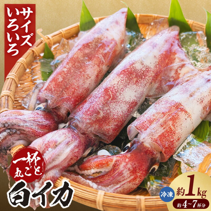 【ふるさと納税】【サイズいろいろ！】白イカ 約1kg【4-7杯程度入】不揃い 冷凍便 いか ケンサキイカ 海鮮系 海の幸 夏の食材 お刺身 焼き物 揚げ物 グルメ 白いか 鮮度抜群 大人気返礼品 イカ 冷凍 74-31 送料無料