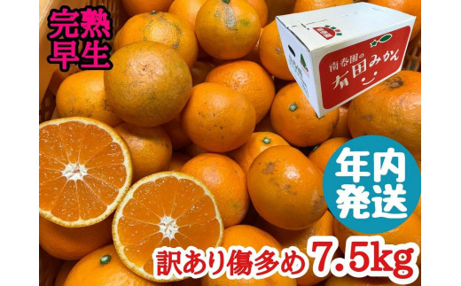 
                  年内発送 訳あり 傷多め 完熟早生 有田みかん 7.5kg サイズおまかせ 和歌山 南泰園 みかん
                
