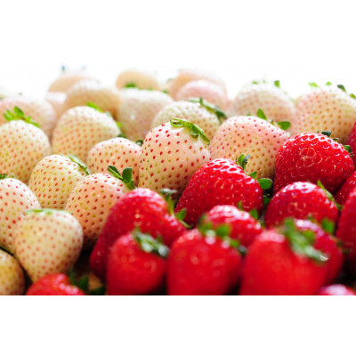 
            ＜春いちご＞紅白いちご(とちあいか、ミルキーベリー)詰め合わせ(300g×2パックずつ)【1589317】
          