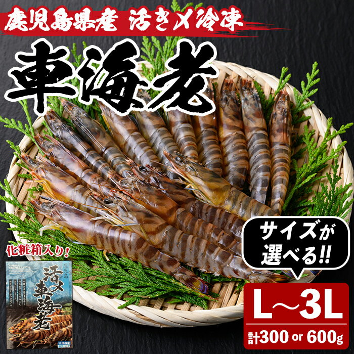 【ふるさと納税】＜サイズ・内容量が選べる！＞鹿児島県産！活き〆冷凍車海老(L~3Lサイズ・300g or 600g) 化粧箱入り！くるまえび 海老 海鮮 海産物 国産 九州産 急速冷凍 ギフト 車海老 真空パック 養殖 L LL 3L【車海老日本株式会社】