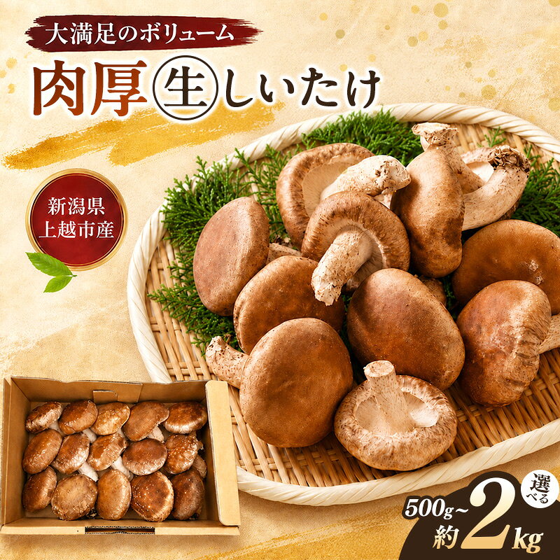 【ふるさと納税】新潟県上越市産 肉厚 生しいたけ シイタケ 椎茸 Lサイズ 約500g 約1kg 約1.5kg 約2kg 秋山農場グリーンプロジェクト　お届け：令和8年11月上旬～下旬発送
