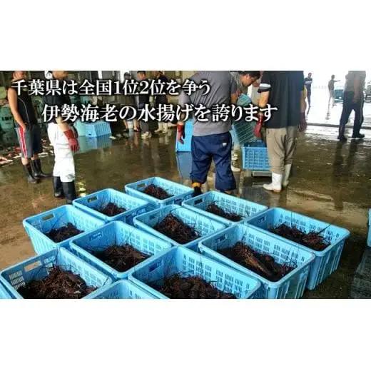 C01-E04 伊勢海老の干物 200g×2尾