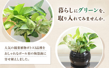 観葉植物 ポトス オウゴンカズラ 3種 寄せ植え ボール形 陶器 鉢植え （黒）/観葉 鉢 植物 インテリア おしゃれ プレゼン/大村市/琴花園[ACYK036]