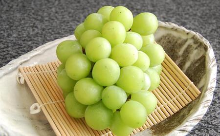 【定期便2回】シャインマスカット 1房 約600g（9月発送）・ 新高梨 4～5玉 約2.5kg（10月発送）【定期便 シャインマスカット マスカット 葡萄 ぶどう ブドウ 新高梨 梨 なし ナシ 果