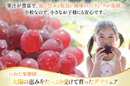 【期間限定発送】 ぶどう デラウェア 5～8房 約 1kg [いわた果樹園 山形県 高畠町 tk06ayt400003]
