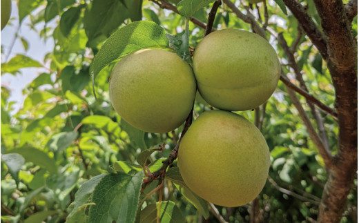 紀州南高梅 青梅 2kg (箱込み）※2026年6月頃に順次発送予定【期間限定：2026年5月15日まで】 / 和歌山 田辺市 紀州南高梅 南高梅 梅干し 梅干 梅 うめ 青梅 梅シロップ 梅酒 【h