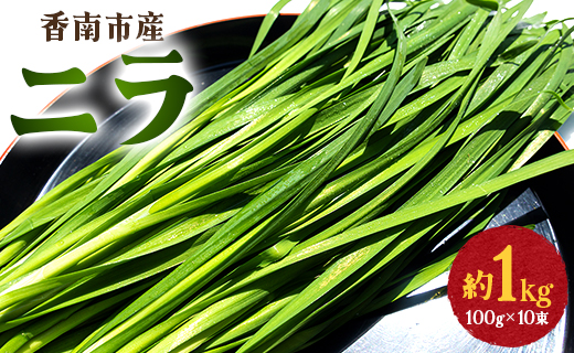 生産量日本一香南市のニラ 1kg - ニラ 香南市産 にら 朝採れ 産地直送 香味野菜 ニラ on-0010