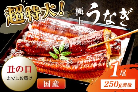 【7月30日～8月1日配送】超特大！極上！国産うなぎ蒲焼 1尾 250g前後