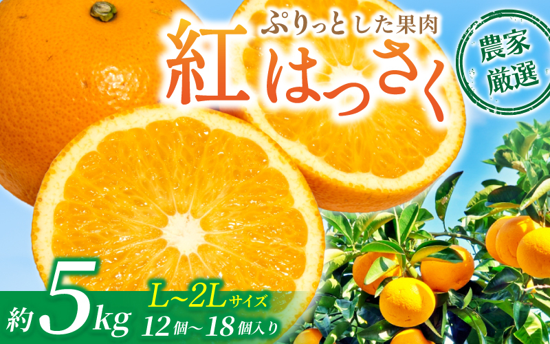 
                  【先行予約】あふれる果汁！ 希少な紅はっさく 秀品 5kg L～２L ※2027年2月～2027年3月中旬頃に順次発送予定（お届け日指定不可）/ ハッサク 八朔 紅八朔 紅はっさく フルーツ 柑橘 蜜柑 果物 くだもの【kgr006A】
                
