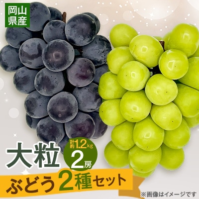 【2025年10月より発送】大粒ぶどう2種セット　シャインマスカットほか 2房 約1.2kg