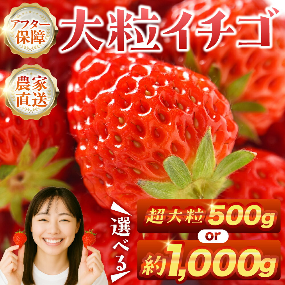 【ふるさと納税】≪先行予約≫ 大粒イチゴ 1kg (約250g×4p) 平トレー 選べる 超大粒 500g 1000g グランデ グランデサイズ 詰め合わせ イチゴ いちご 苺 ブランドイチゴ 果物 フルーツ 紅ほっぺ ゆめのか スターナイト 贈答 ギフト 高糖度 甘い 産地直送 旬 愛知県 豊橋市