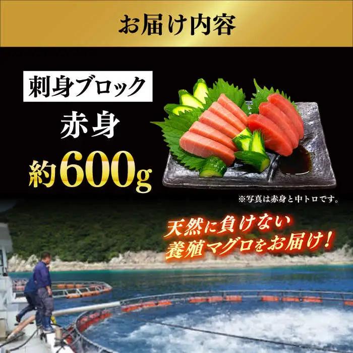 冷蔵！生本マグロ 赤身 計約600g マグロ まぐろ 鮪 刺身 五島列島産養殖 [RBN015] 本マグロ 本まぐろ 本マグロ 本まぐろ 本マグロ 本まぐろ 本マグロ 本まぐろ九州 長崎