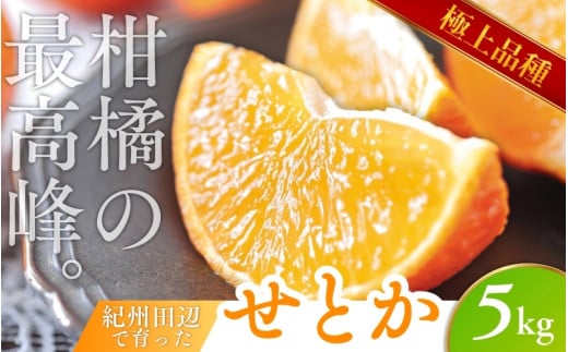 ＼数量限定／ 露地栽培のせとか 5kg  / せとか 柑橘の大トロ 高級 ブランド 希少なせとか 品種 和歌山蜜柑 和歌山ミカン 高級みかん 人気みかん 果物 くだもの フルーツ 柑橘 蜜柑 産地直送 国産 和歌山 【tcs009-1】