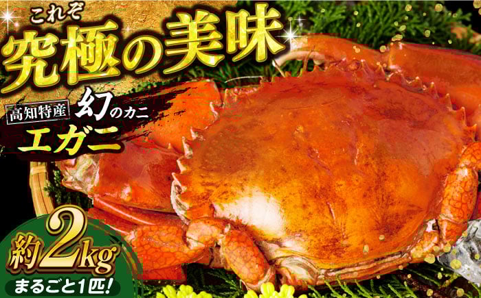 
            数量限定 希少品 浦戸湾産 エガ二 約2キロ(1匹)【土佐の廣丸】 [ATAL003]
          