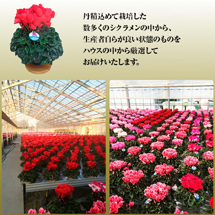 【2026年 先行予約】シクラメン フリンジ ピンク系 8号 | 根本園芸 【53850-005-05】 色：ピンク系 シクラメン フリンジ 8号×1鉢(プラ鉢入り)