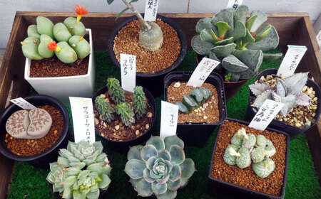 多肉植物 少しレアな5品種5鉢セット 植物 レア セット 珍しい 多肉植物 三次市/園芸王国パスタイム[APCJ003]