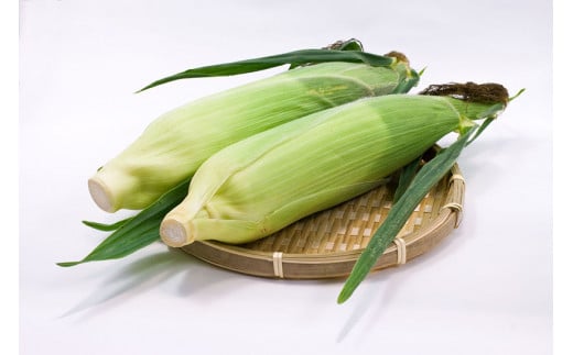 【9月上旬～9月下旬出荷】小林農園の白くて甘いとうもろこし『味甘ちゃんホワイト（みかんちゃんほわいと）』約9kg入り（18～20本セット）／スイートコーン注目品種を予約受付中！ 【長野県信濃町ふるさと