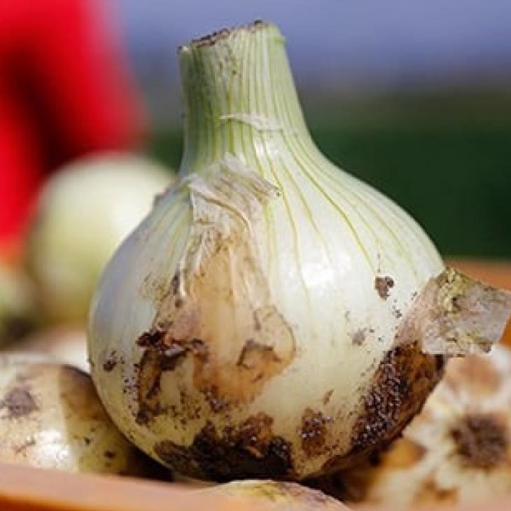 淡路島新玉ねぎ「蜜玉」５kg（有機肥料100%）