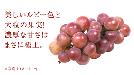 ゴルビー １房【2026年9月上旬発送開始】(茨城県共通返礼品：大子町)
