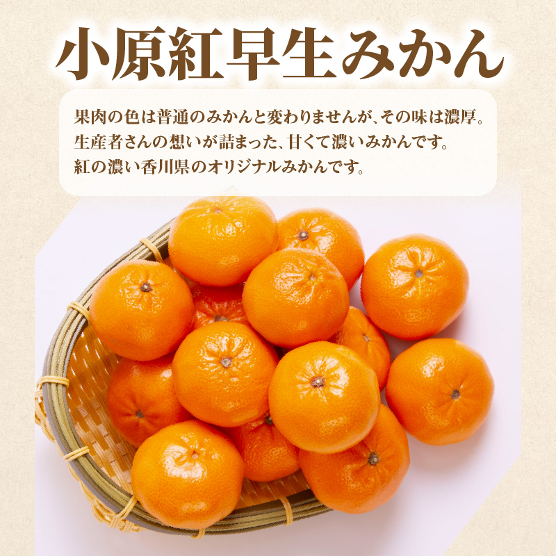 【ふるさと納税】【配送不可地域：北海道・沖縄県・離島】定期便 3回 フルーツ シャインマスカット 1房 ゆら早生みかん 果汁たっぷり 小原紅早生みかん みかん 果物 甘くて濃い 濃厚 オリジナルみかん