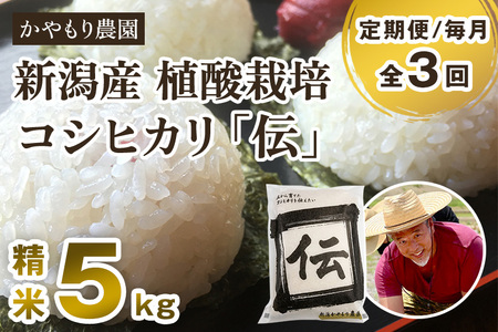【令和7年産新米】【定期便3回毎月お届け】新潟産コシヒカリ「伝」白米真空パック 精米5kg  《9月下旬～順次出荷》 かやもり農園