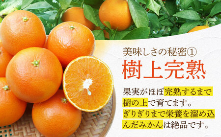【2027年2月先行予約】【家庭用】天草 約3kg[ECL002] みかん