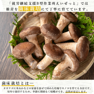 n327 菌床栽培！生椎茸(1kg) 国産 種子島 シイタケ しいたけ 生椎茸 生シイタケ 生しいたけ 菌床栽培 【えいぜっと】
