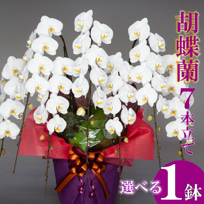 【ふるさと納税】胡蝶蘭 7本立て ピンク 白 紅白 訳あり 母の日 贈答 贈り物 お祝い 記念 お花 花 はな フラワー 花束 フラワーアレンジメント インテリア 鑑賞 鉢 栽培 園芸 ガーデニング