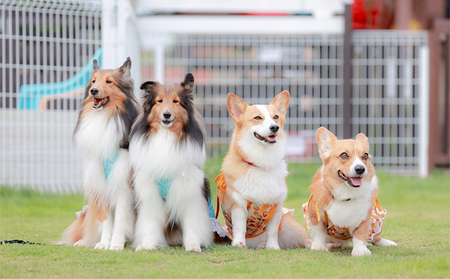 犬 おやつ 希少部位 【アキレス 30g×2袋】 やわらかくなる 森のジビエ 鹿肉 ペットフード 猫 愛犬 動物 犬 ドッグ ペット フード 餌 エサ おやつ 乾物 ごはん ご飯 間食 ご褒美 ペット
