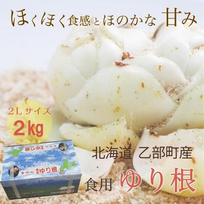 ふるさと納税 乙部町 <乙部町特産　ゆり根>しっとり上品な味わいの栄養満点な冬の味覚