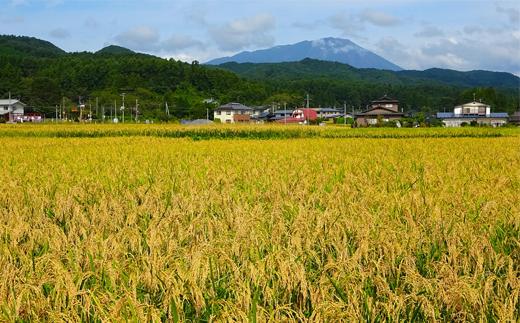 辺り一面稲穂が見られます
