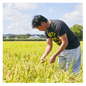 《先行受付》令和7年産　山形県産　雪若丸　5kg_米 こめ 白米 精米 精白米 雪若丸 山形県 ブランド米 産地直送 人気 おすすめ 贈答 ギフト プレゼント 送料無料 お取り寄せ お米 ごはん_【1