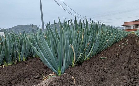 【先行予約】【2025年11月発送開始】焼いてそのまま美味しい！なべちゃん葱（土付き）秀品 Lサイズ5kg（約20本） ねぎ ネギ 島根県雲南市/山さんファーム [AICO002]