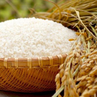 ふるさと納税 三条市 特別栽培米コシヒカリ 白米 5kg 令和7年産 [佐藤農産]【010S444】 |  | 02