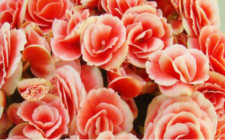 【先行予約】 母の日に！ リーガス ベゴニア ボリアス 5号 2026年5月から順次発送 オンライン決済限定 花 花