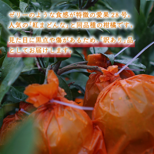 【2025年12月頃から発送】訳あり 愛果28号 家庭用 2kg | 紅まどんな と同品種 まどんな 数量選択可 あいか みかん 数量限定 みかん 愛媛県産 みかん 愛果28号 松山市 みかん 中島 