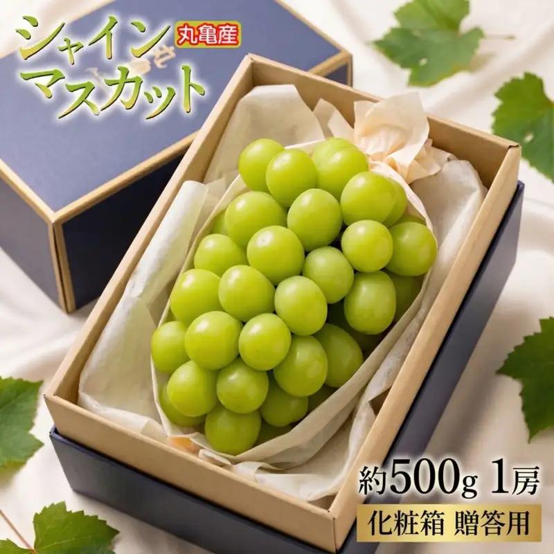 【2026年7月下旬から順次発送】シャインマスカット 約500g 1房 化粧箱 贈答用