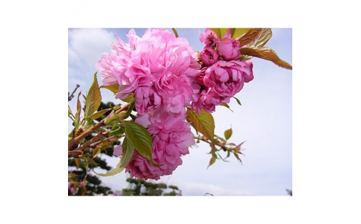 
淡い色の大輪花が見事に咲く　菊しだれ桜　(庭木・果樹)【1102998】
