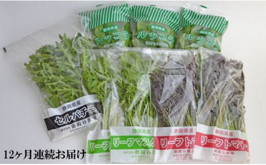 定期便 12回 国産 ハーブ 野菜 詰め合わせ 約 450g 4種 8袋 セット × 12ヶ月 お届け ルッコラ 約 50g × 3袋 リーフトマト 赤からし菜 約 50g × 2袋 リーフマスタード からし菜 約 50g × 2袋 セルバチコ 約 100g × 1袋 水菜 サラダ 新鮮 産地直送 農家直送 イタリアン フレンチ 洋食 毎月発送 静岡県 藤枝市