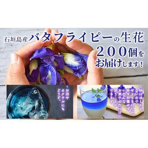 希少！採れたて新鮮！八重咲バタフライピーの生花　OI-8
