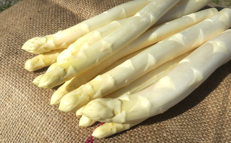 北海道栗山町産 極太ホワイトアスパラ（4Lサイズ以上）1kg オジファーム