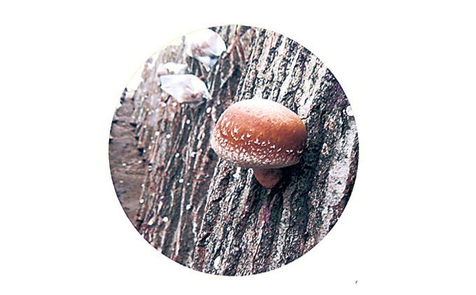 原木生しいたけ「のと115」1箱（20～30個入）