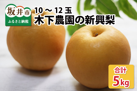 【先行予約】 木下農園のみくに梨 「新興梨」5kg（10～12玉）【2025年10月中旬以降順次発送予定】 [A-12103]