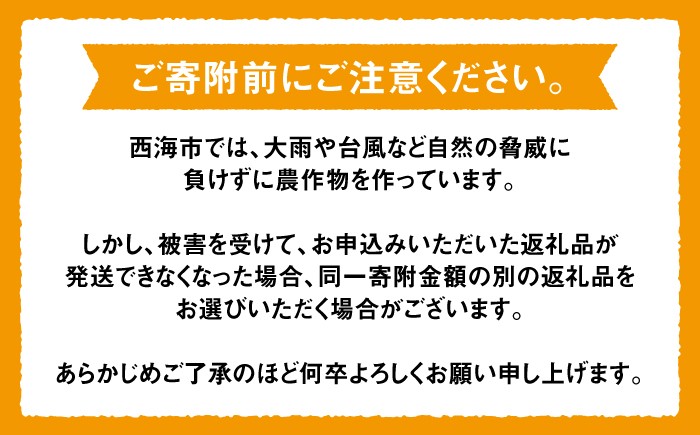 みかん 5kg 