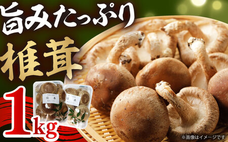 椎茸 シイタケ1kg [ANAS006] 椎茸