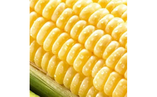 朝採れ！とうもろこし【おおもの】5kg（11本～13本）【令和9年6月下旬頃】【L-47】