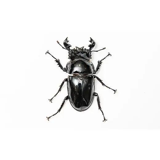 【1セット限定！】完璧育成！「タランドゥスオオツヤクワガタ」 G-233