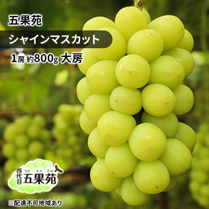 【ふるさと納税】ぶどう 2026年 先行予約 シャインマスカット 1房 約800g 大房 ぶどう フルーツ 果物 贈り物 ギフト 岡山 五果苑 岡山のぶどう 岡山の果物 岡山のフルーツ 産地直送 種なし 皮ごと 　お届け：2026年9月中旬〜2026年10月下旬