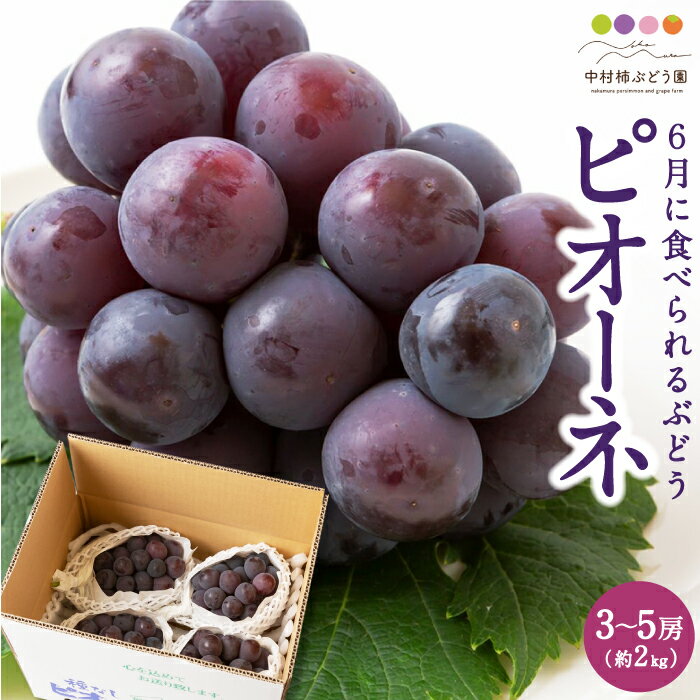 【ふるさと納税】中村柿ぶどう園 6月に食べられるぶどうピオーネ 3房から5房 (約2kg) 2025年6月中旬から6月下旬 出荷予定 ぶどう ブドウ 葡萄 果物 フルーツ 冷蔵 送料無料 福岡県 うきは市