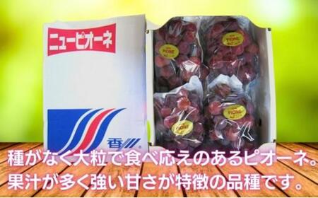 【2026年7月上旬から順次発送】ピオーネ 約1kg 2-3房入 化粧箱入り